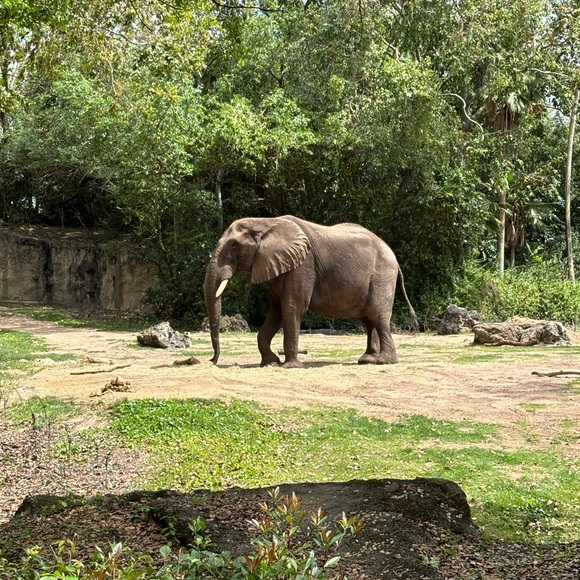 tamicarracino